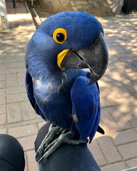 Blue Macaw Price